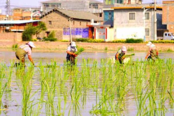 种植茭白怎么套养黄鳝，育苗1个月左右再放养鳝种