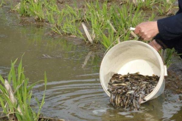 种植茭白怎么套养黄鳝，育苗1个月左右再放养鳝种