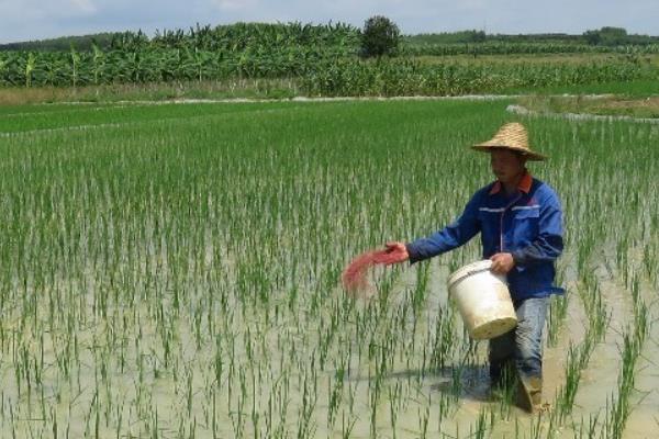 种植茭白怎么套养黄鳝，育苗1个月左右再放养鳝种