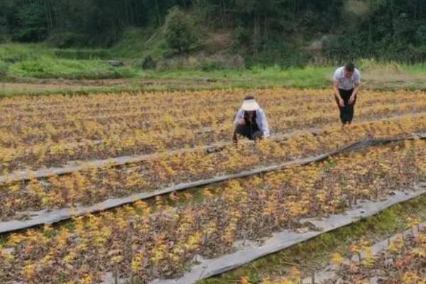 枫树苗的价格和繁殖方式，会受到品种、规格、树龄等条件的影响