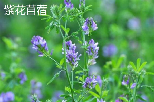 牛喜欢吃哪些草，常见的有象草、狗尾草、紫花苜蓿等