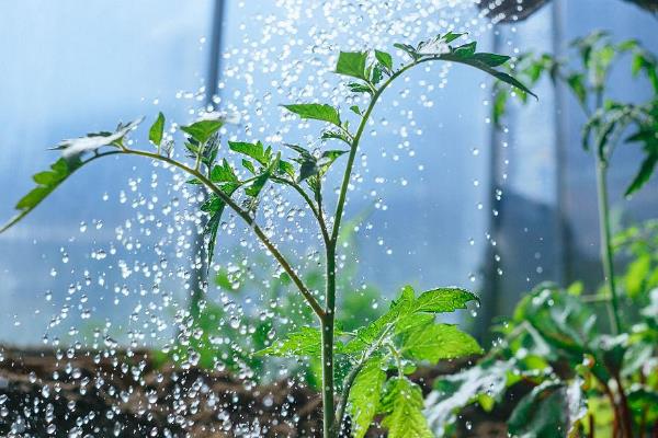 大棚西红柿怎么浇水，结果前期每隔7-10天浇一次