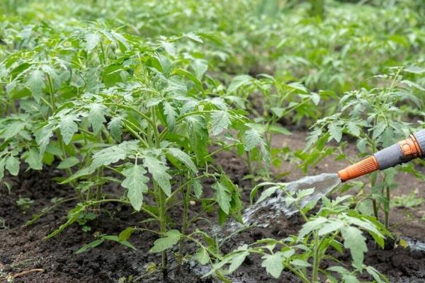 大棚西红柿怎么浇水，结果前期每隔7-10天浇一次