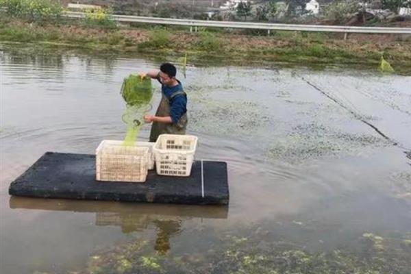 淡水小龙虾的水质管理技术，水位根据水温的变化而定