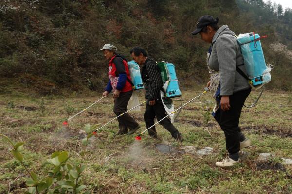 草铵膦打到树根会不会死，草铵膦打到树根不会死