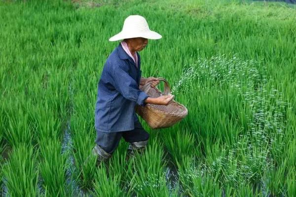 谷子的收获时期和收获方法，挂灰时便可收获