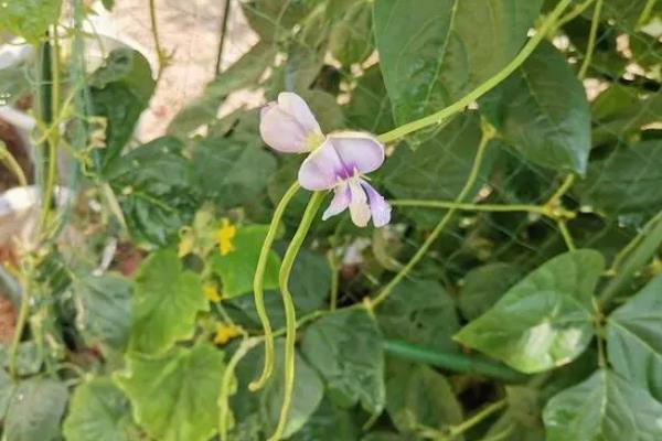 菜豆保花保荚技巧，需掌控好温度并确保光照充足