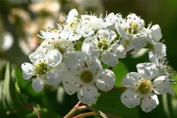 种植山楂怎么施肥，花期主施氮肥