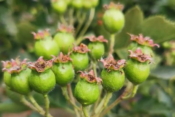 种植山楂怎么施肥，花期主施氮肥