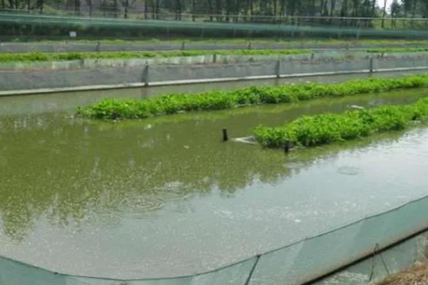 养殖泥鳅苗的方法，根据幼苗的规格决定放养密度