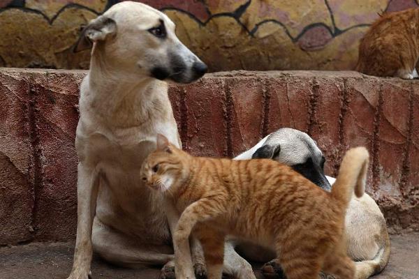 犬猫自身免疫性溶血性贫血临床症状，常表现为精神沉郁且不愿活动