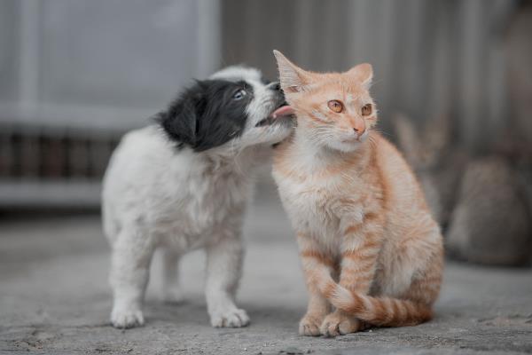 犬猫自身免疫性溶血性贫血临床症状，常表现为精神沉郁且不愿活动