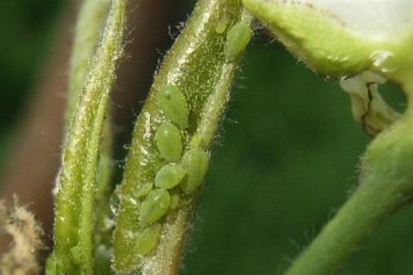 氯氰菊酯的防治对象，可灭杀葡萄绿盲蝽、桃小食心虫等害虫