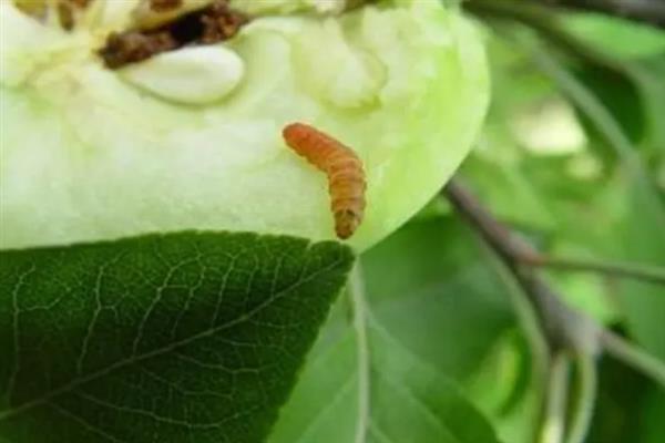 氯氰菊酯的防治对象，可灭杀葡萄绿盲蝽、桃小食心虫等害虫