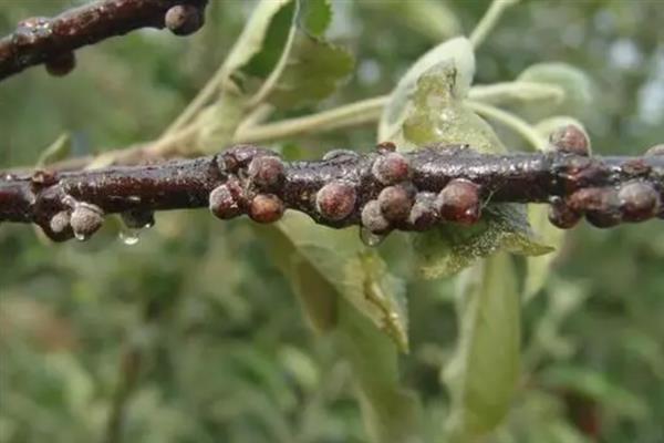 氯氰菊酯的防治对象，可灭杀葡萄绿盲蝽、桃小食心虫等害虫