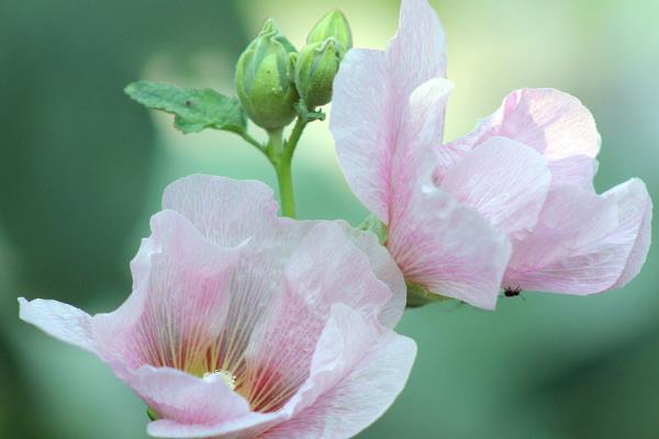 芙蓉花的家庭养殖方法，适合生长在光照充足的环境中