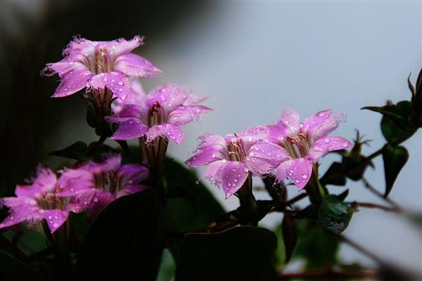 冬天开什么花，常见的有红花龙胆、君子兰等