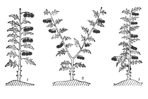 番茄怎样打枝才能多结果，可以进行单干打枝