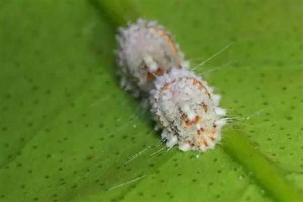 多肉的分类，分为叶多肉植物、根多肉植物、茎多肉植物等