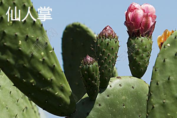 哪些花卉耐热耐寒，常见植物有仙人掌、富贵竹、杜鹃花等品种