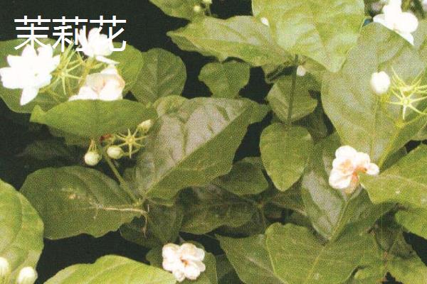 哪些花卉耐热耐寒，常见植物有仙人掌、富贵竹、杜鹃花等品种