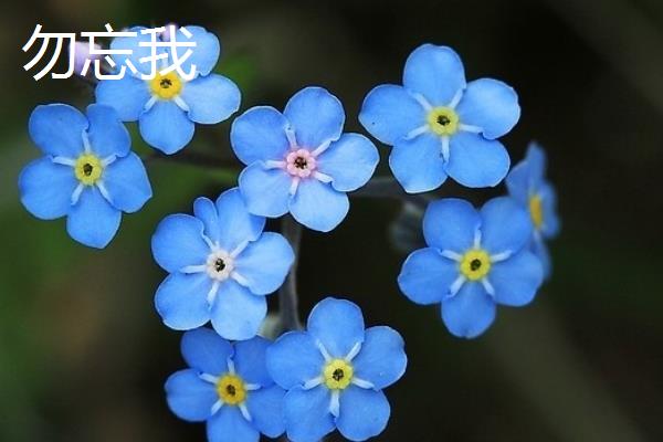 有哪些蓝色花卉，常见的有勿忘我、蓝雪花等