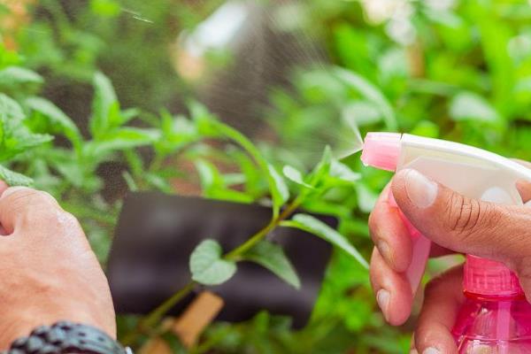 帝王花的养殖方法，每隔3-5天浇水一次