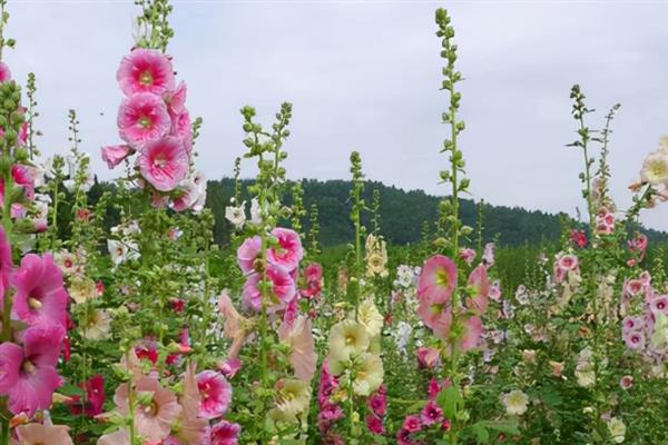 蜀葵有什么花语及传说故事，代表执着追求的梦想