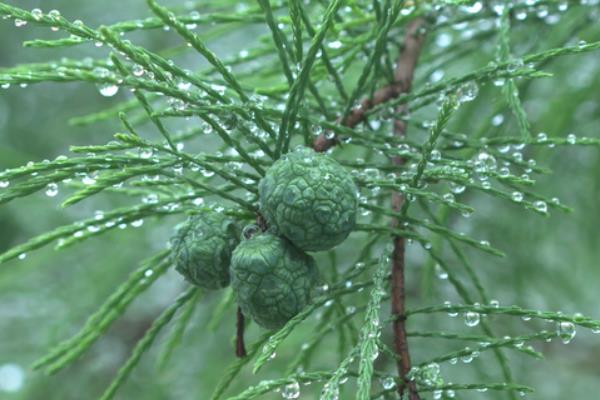 水松种子有什么特点，球果呈倒卵圆形、鳞背近边缘处有三角状锯齿