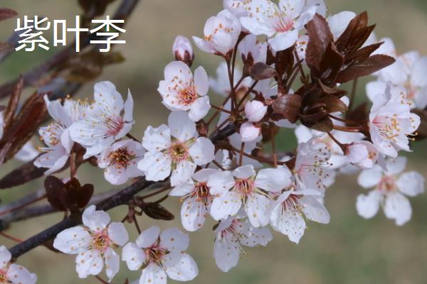 开粉色花的树有哪些品种，常见的有桃树、樱花树和海棠等