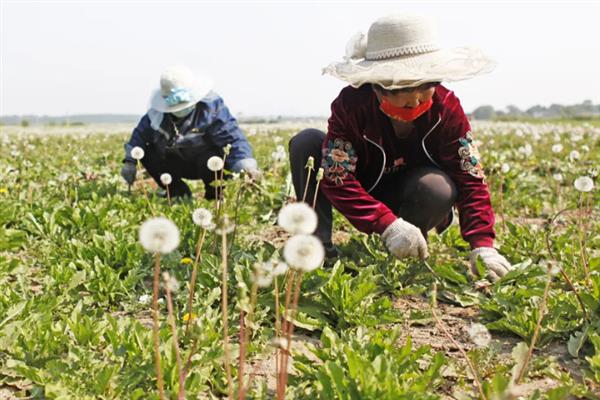 种植蒲公英的前景，经济价值高前景可观