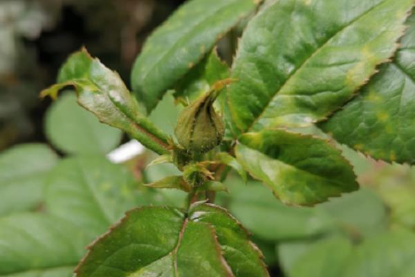 石榴树怎么防冻，用稻草缠绕树干能起到防冻效果