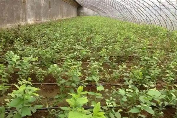 怎么种植蓝莓，每隔3-5天浇灌一次