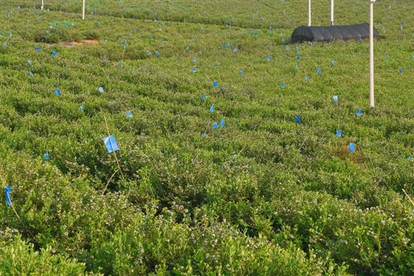 怎么种植蓝莓，每隔3-5天浇灌一次