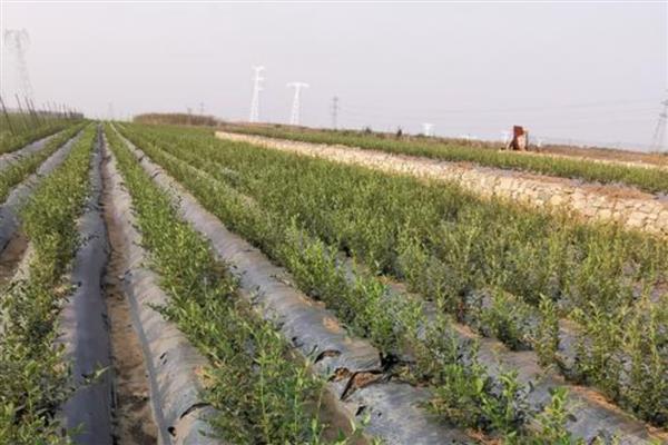 怎么种植蓝莓，每隔3-5天浇灌一次